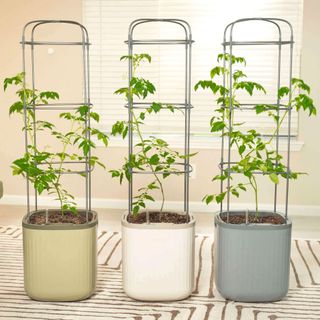 Vego Garden tomato planters with trellises and plants growing