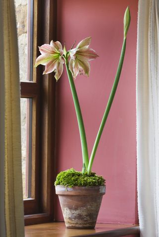 Amaryllis Hippeastrum 'Exotic Star' in terracotta container