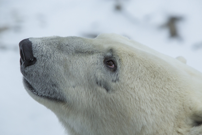 google street view, polar bears