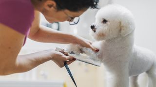 Bichon frise dog being groomed
