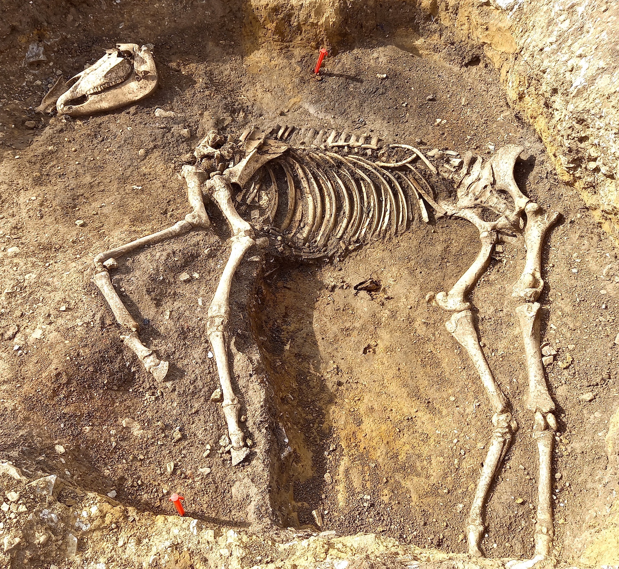 SkeletonRMCreditTinaRowe.jpg