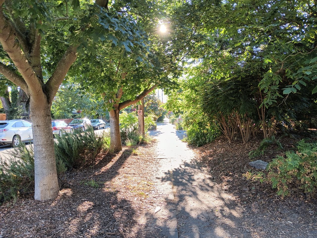 The sun shining through trees and bushes