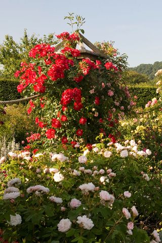 Red Rosa 'Dortmund', Rosa 'Comtesse de Murinais', Rosa 'Open Arm' in the Rose Garden at RHS Rosemoor Devon