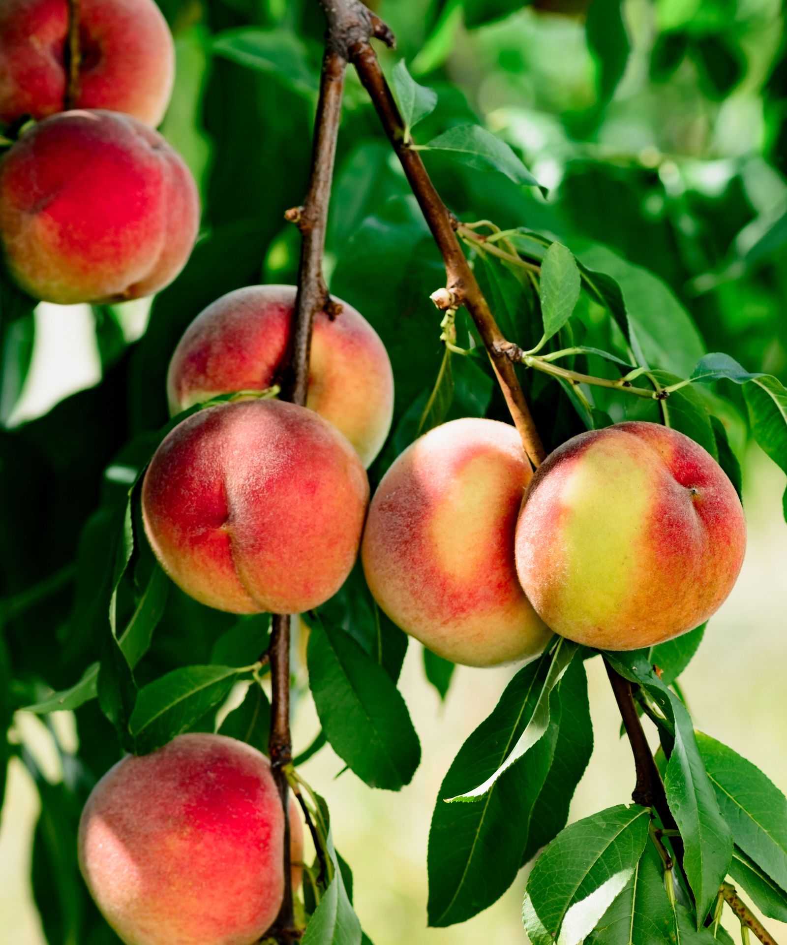 Best fastgrowing fruit trees 10 vigorous fruit trees to grow