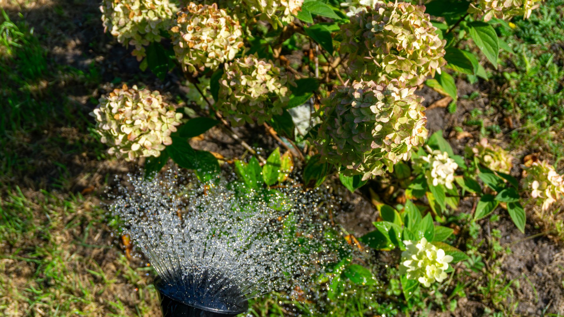 picture of person using watering can to water hydrangea plants in garden