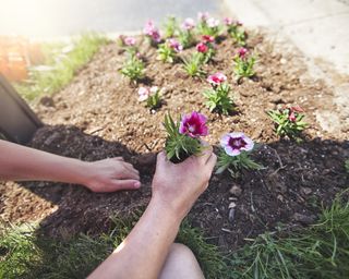 hands planting dianthus flowers in a front garden bed