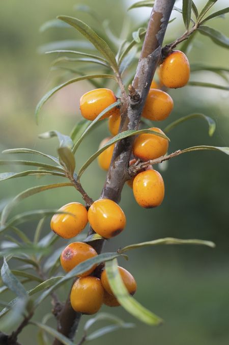 Potted Seaberry Fruit Tree Branch