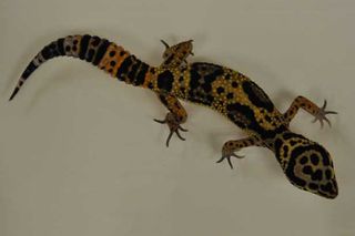 Lizards lose their tails to distract would-be predators.