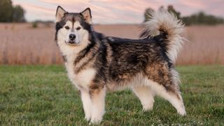 Full body side on view of Alaskan Malamute