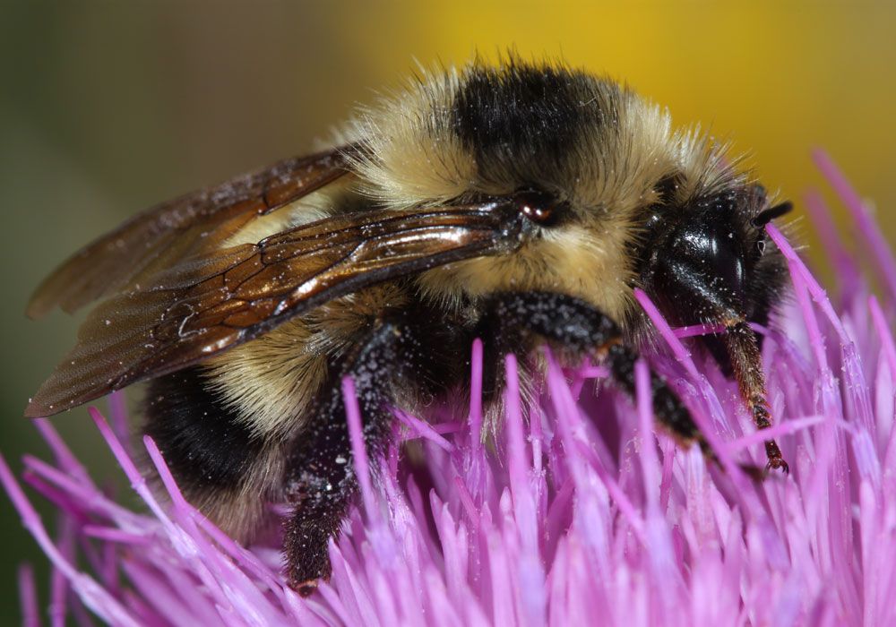 Cockerell&#039;s Bumblebee