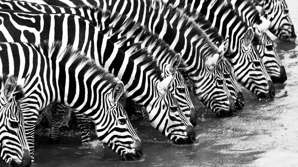 As zebras são brancas com listras pretas ou pretas com listras brancas?