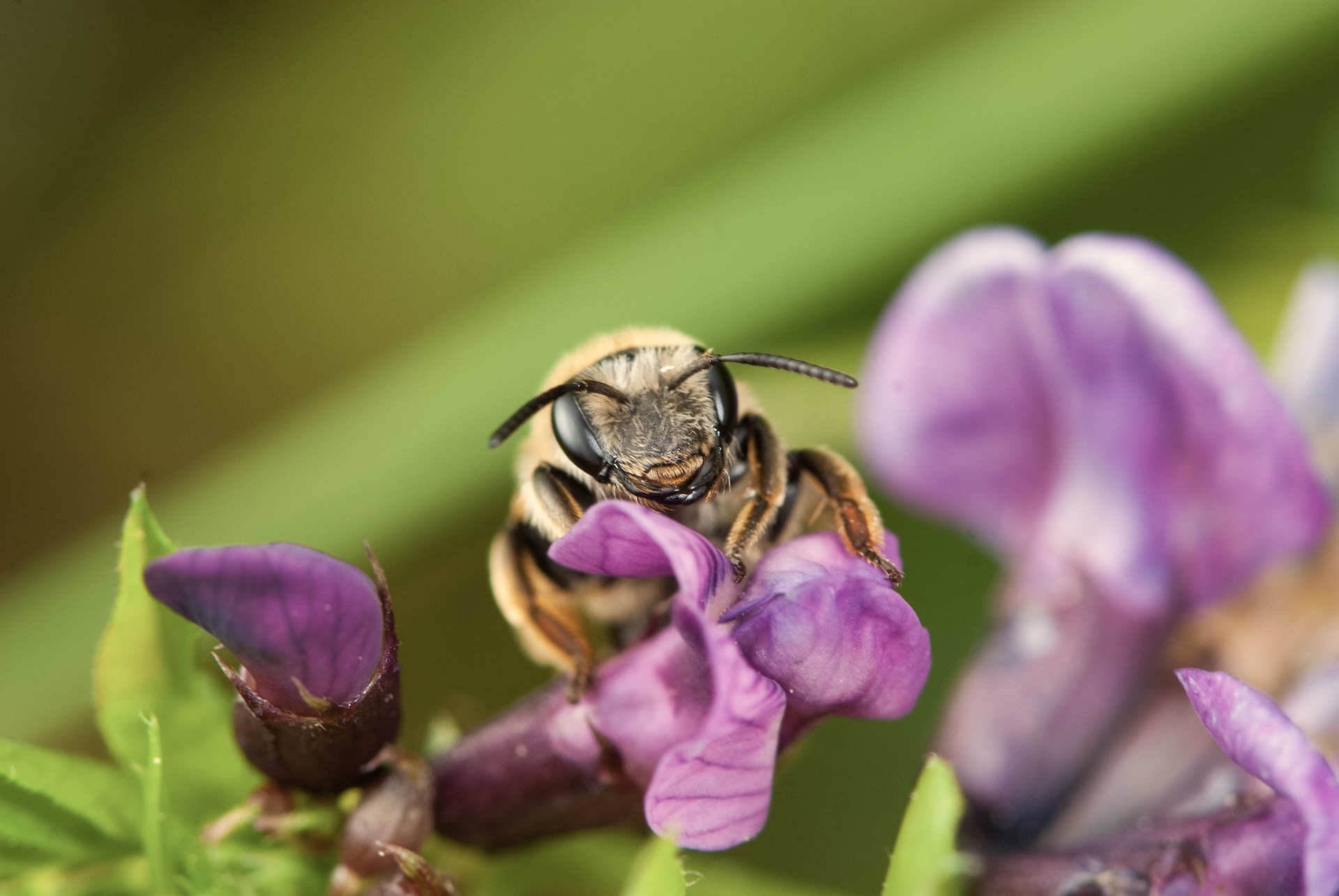 a close-up of an alfalfa leaf-cutting bee on a purple flower