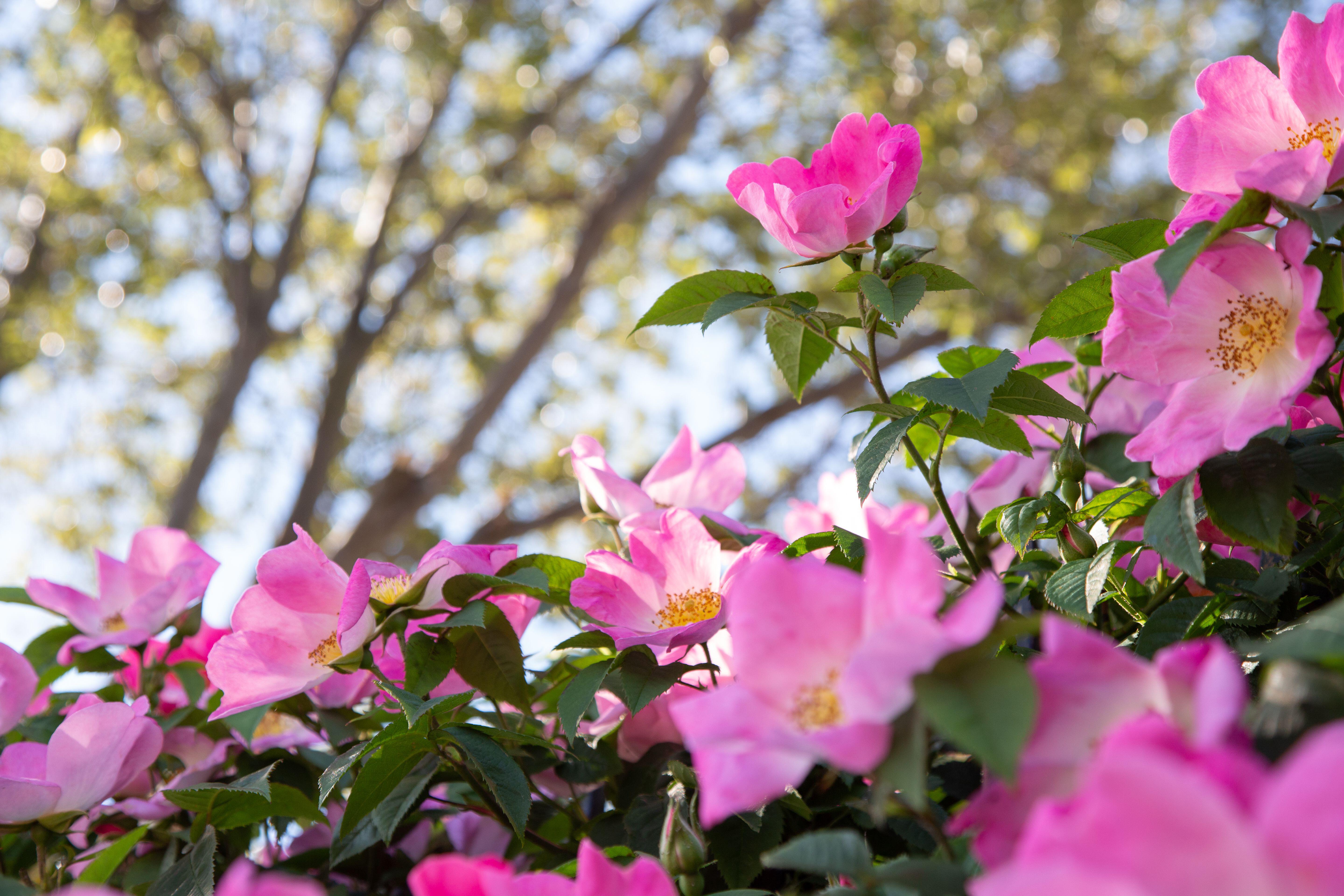 Rosa carolina