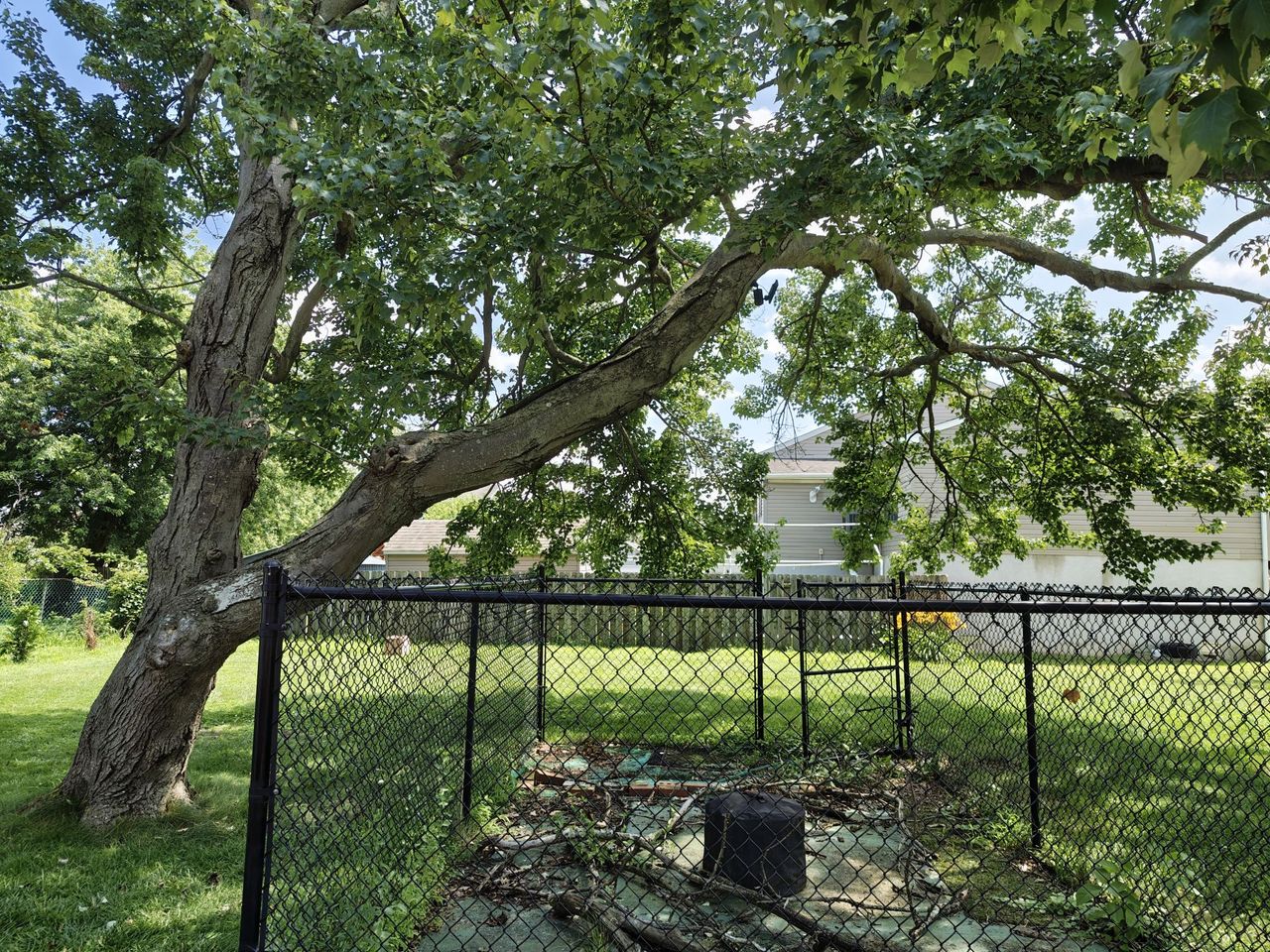 Motorola Razr Ultra 2025 camera sample.