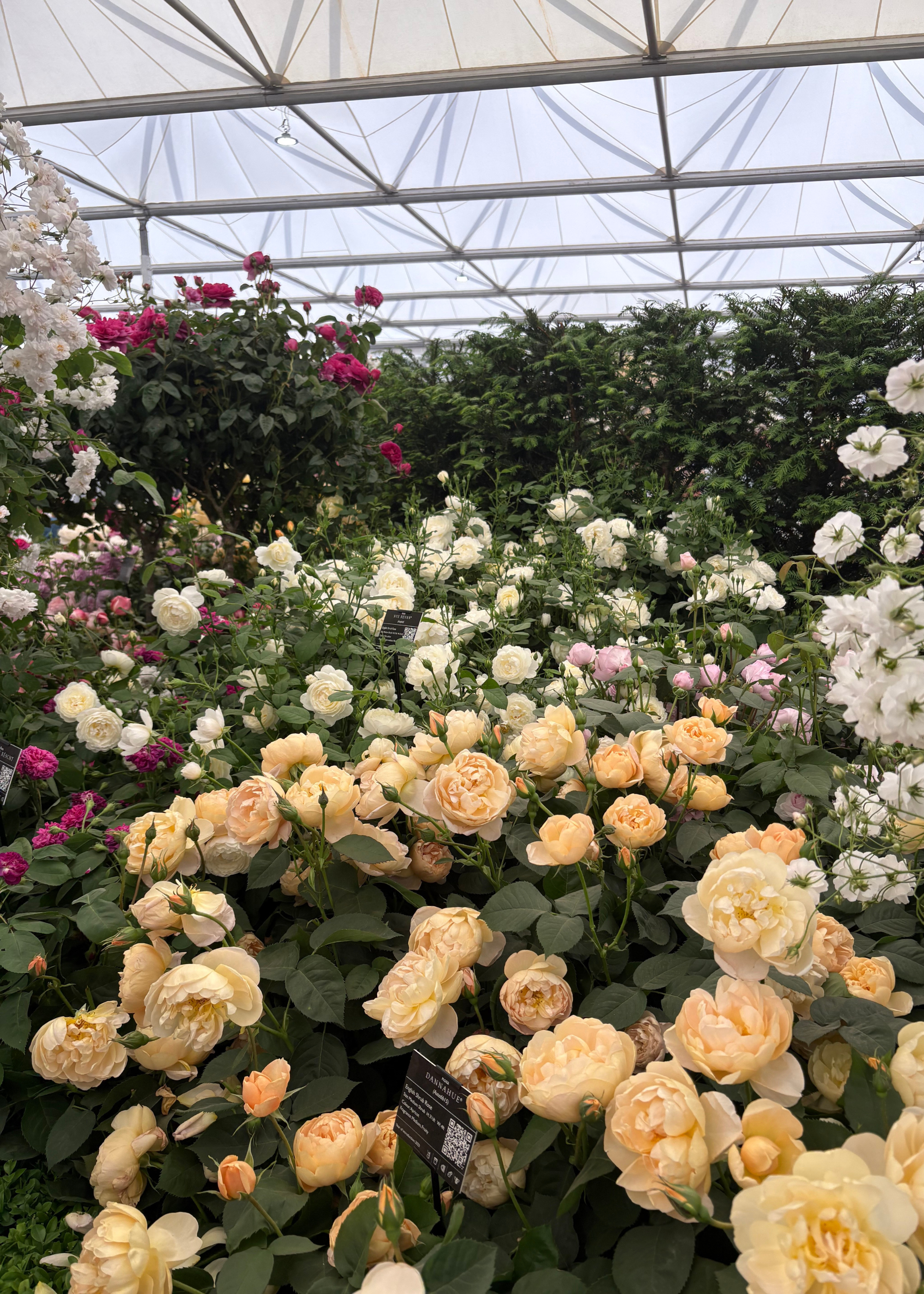 A display of colorful roses by David Austin Roses at the Chelsea Flower Show 2025