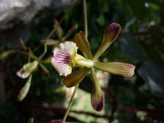 Encyclia navarroi, a new orchid species from Cuba.