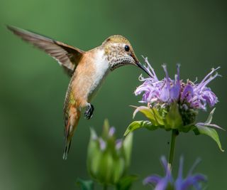 A hummingbirds feeding from a mauve monarda flower