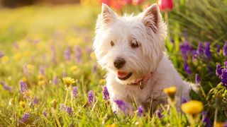 west highland terrier among the flowers