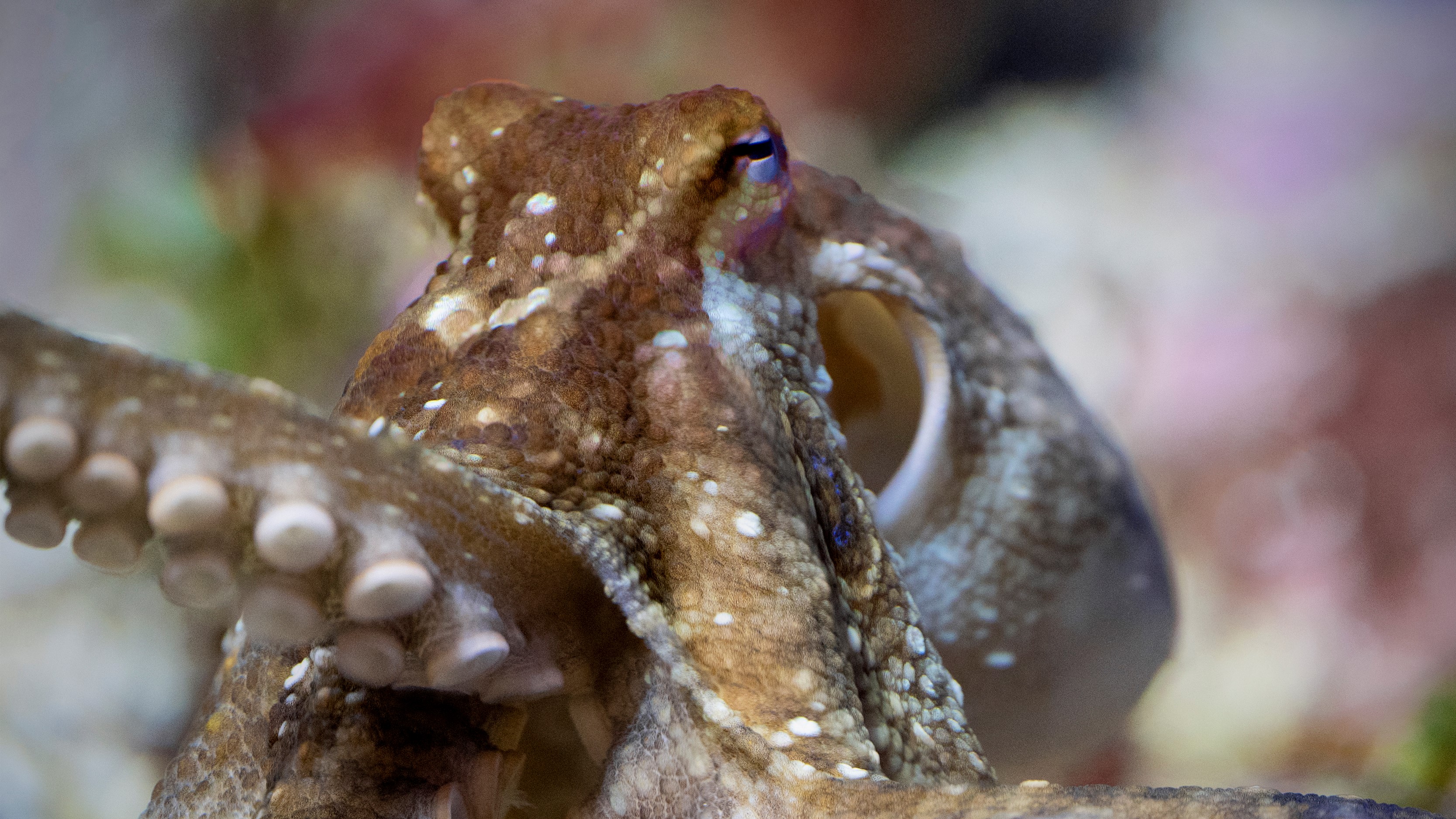 A two-spot octopus with its tentacles and suckers showing
