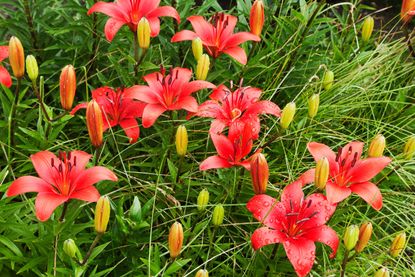 Daylilies