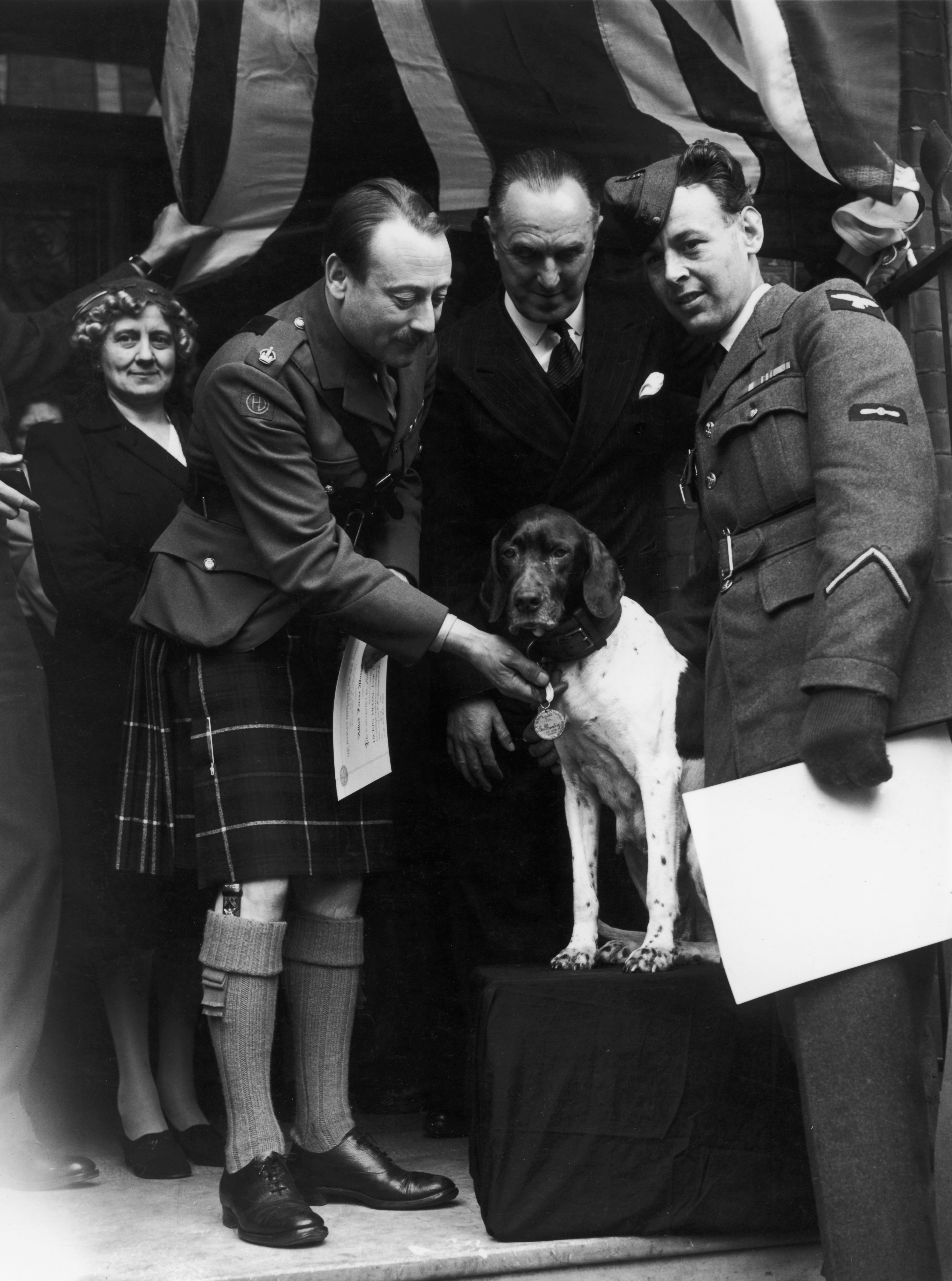 Judy receiving a Dickin Medal, the PDSA's version of a Victoria Cross, from Major the Viscount Tarbat at Cadogan Square in London on May 2, 1946.
