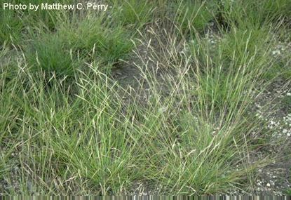 Danthonia Povery Grass Patches