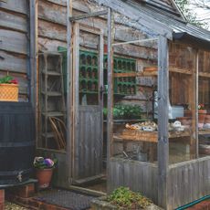 Wooden lean to greenhouse in garden next to black barrel water butt and potted plants