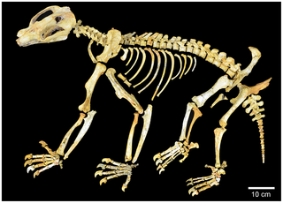 Composite Nimbadon lavarackorum skeleton from AL90, Riversleigh.