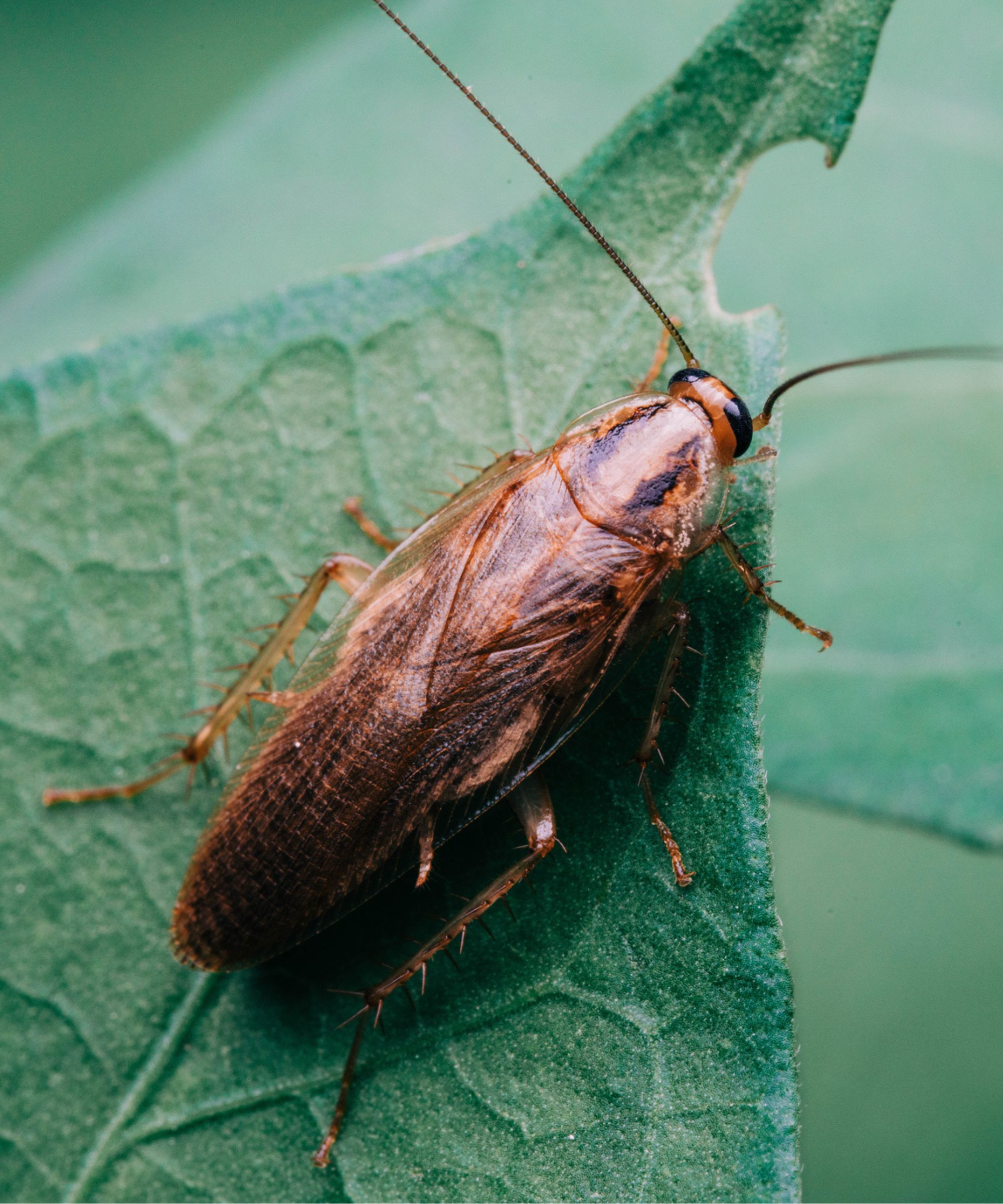 Cockroach on a green leaf, it's slimmer than a waterbug and matte