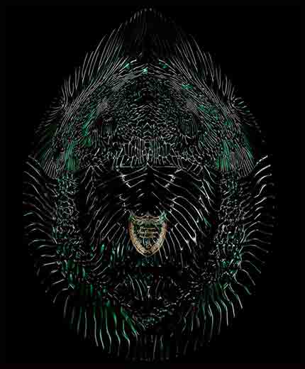 Dom P&eacute;rignon Metamorphosis