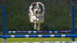 an Australian shepherd goes over jumps in an agility course