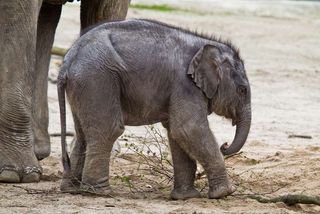 First public appearance of the baby elephants ASSAM at the zoo Hagenbeck on April 27, 2012 in Hamburg.