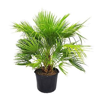 European Fan Palm Tree - Live Tree - Overall Height 36" to 44" - 7 Gallon Pot - Tropical Plants of Florida (plant Only)