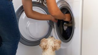 Person loading washing into a washing machine with a dog watching.