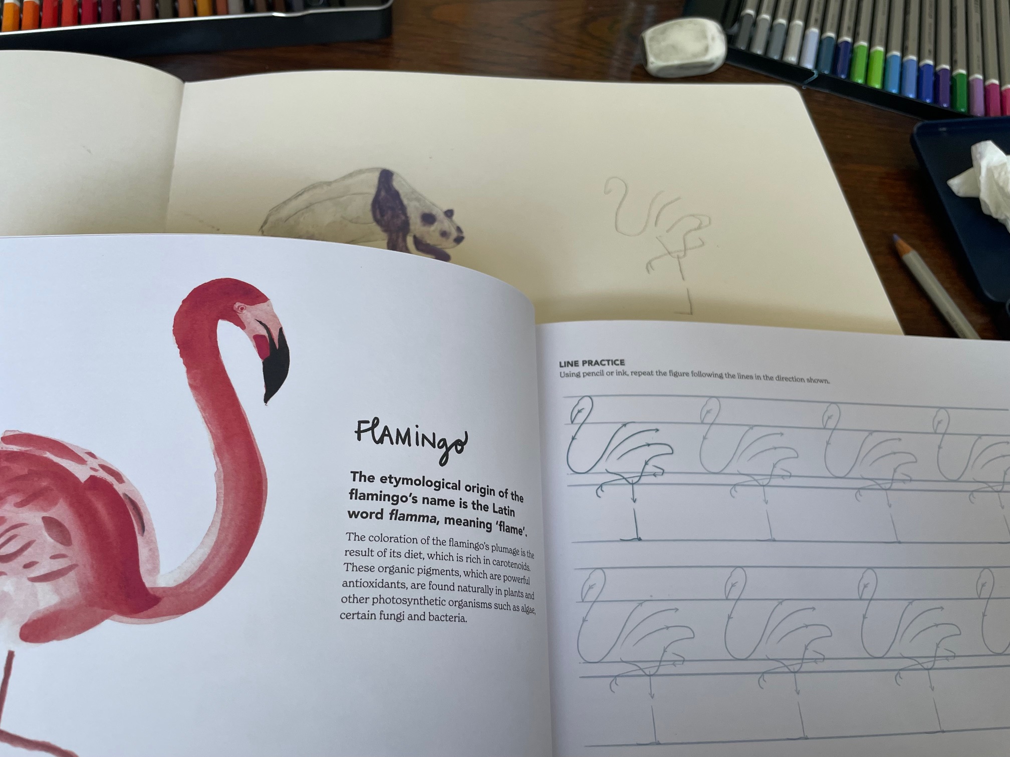 drawings of a flamingo in watercolour using book