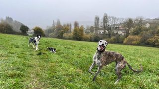 In the foreground, lurcher Dixie turns to camera with a big canine smile on her face. In the background, two boarder collies look on. They are all off leash in a large field.