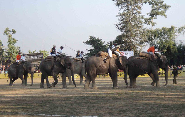 Elephant polo