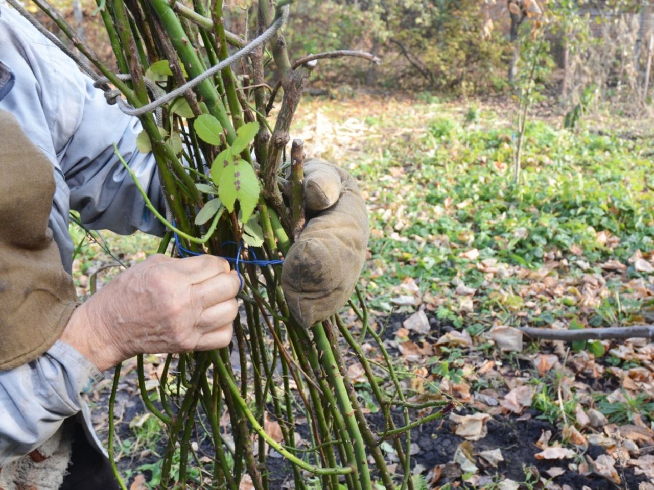 Gardener Tying Roses In The Garden