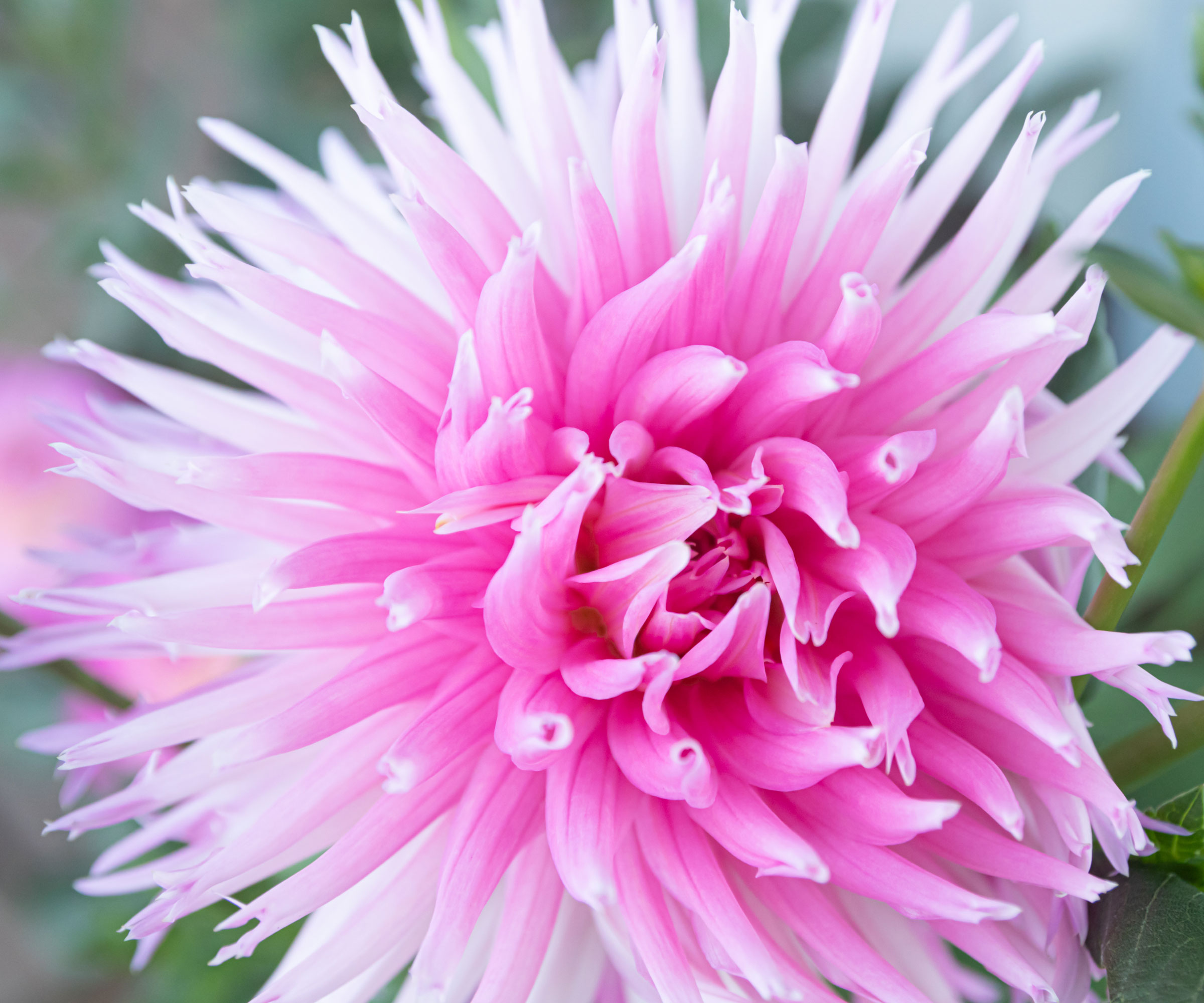 dahlia Park Princess with pink flower head
