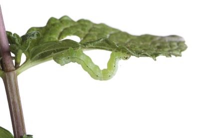 Green Worm On Mint Plant Leaf