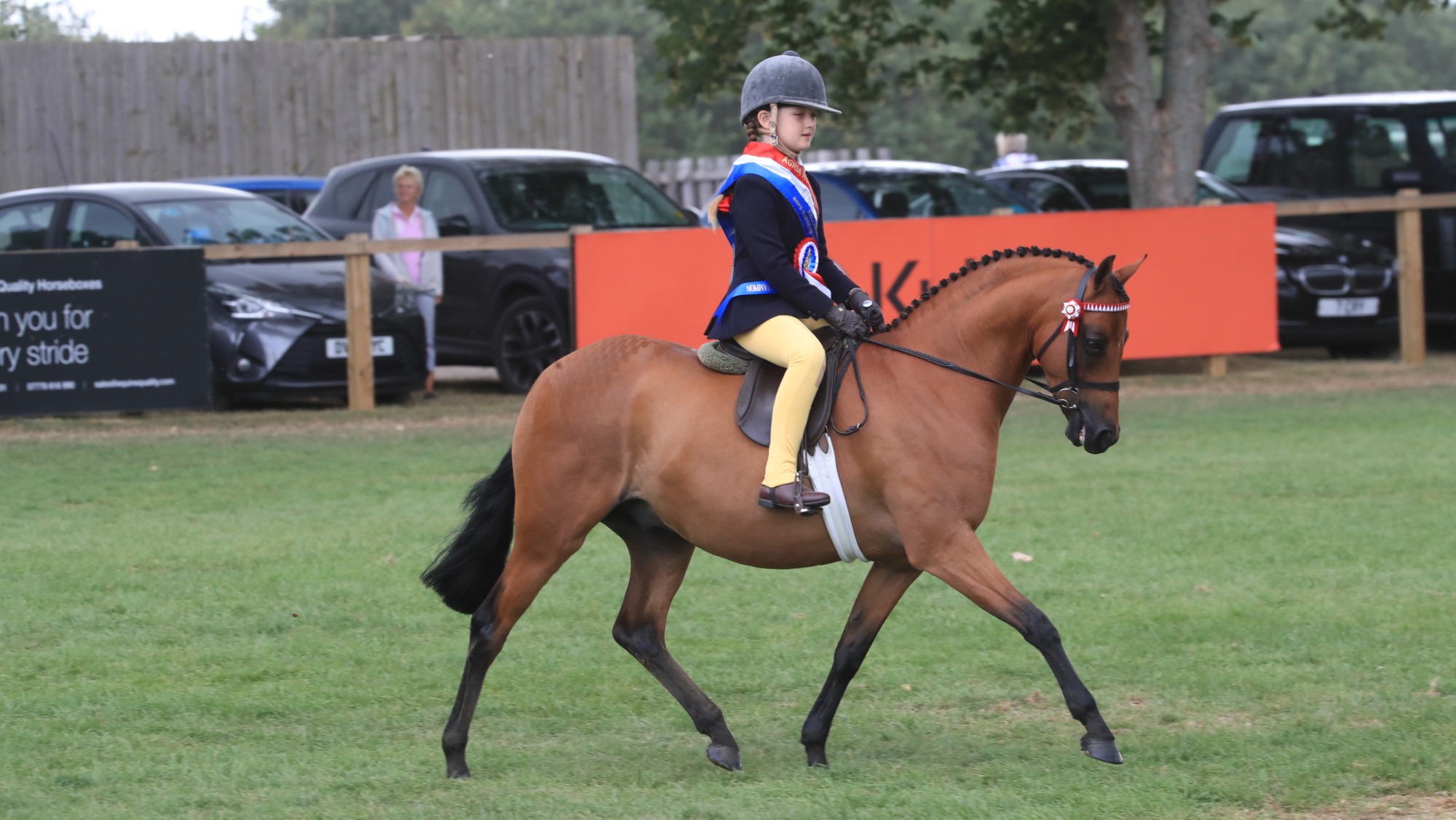Archwood Finley trots down the middle of the ring at the 2026 RIHS with a sashed Scarlett Smith on board.
