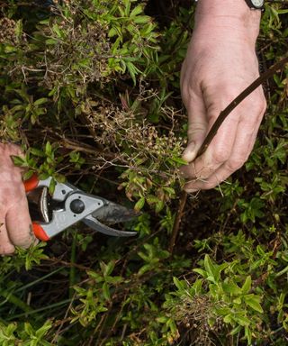 Cutting out old stems of Spiraea using secateurs