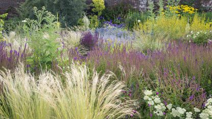 A mass of perennial plants in a garden