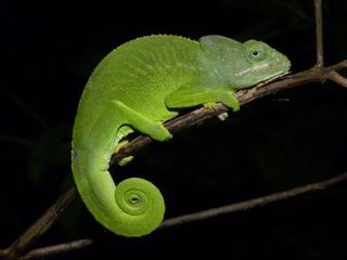 Mayotte chameleon from the Comoros islands