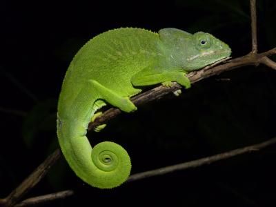 Mayotte chameleon from the Comoros islands