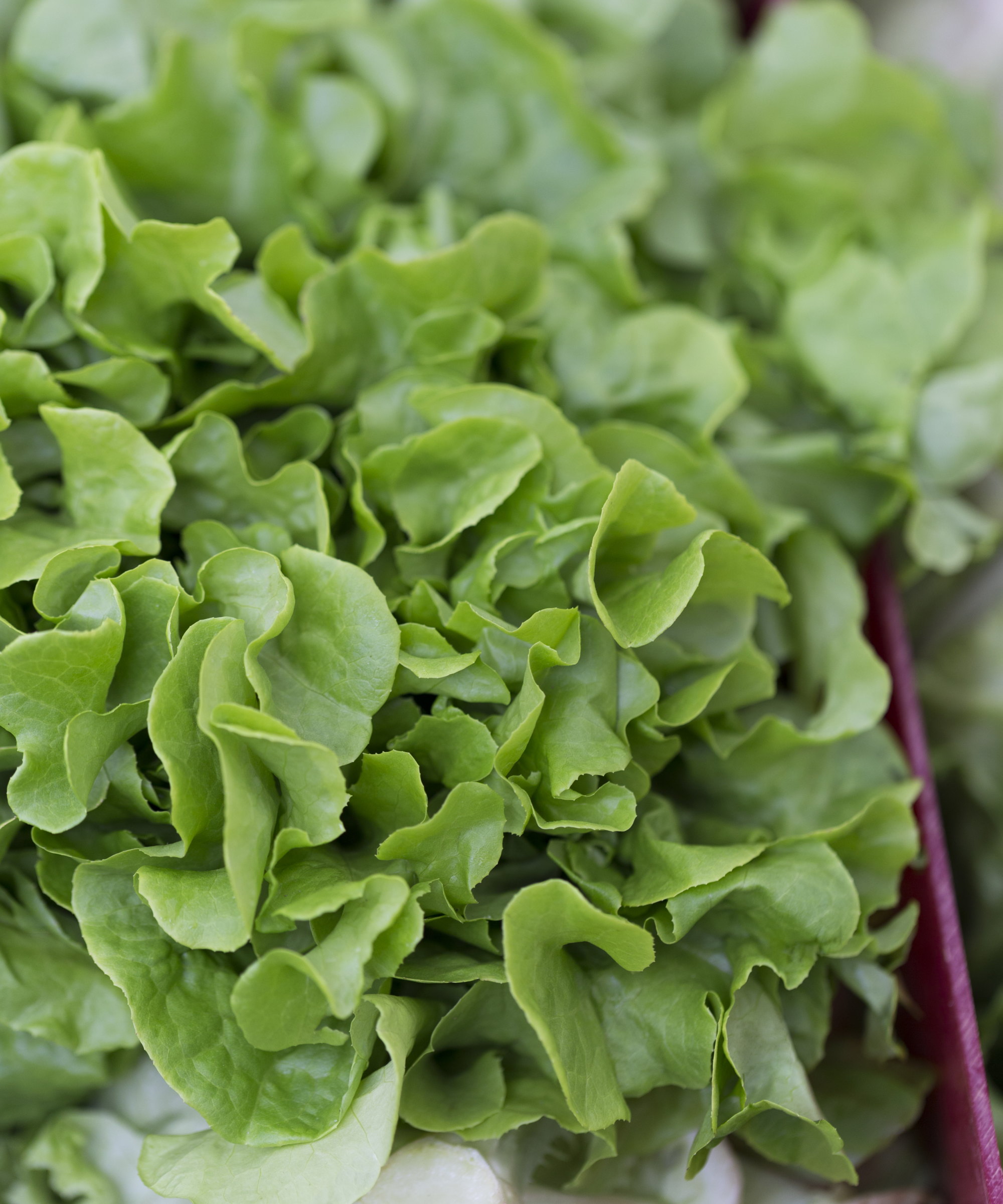 Harvested butter lettuce leaves at a market