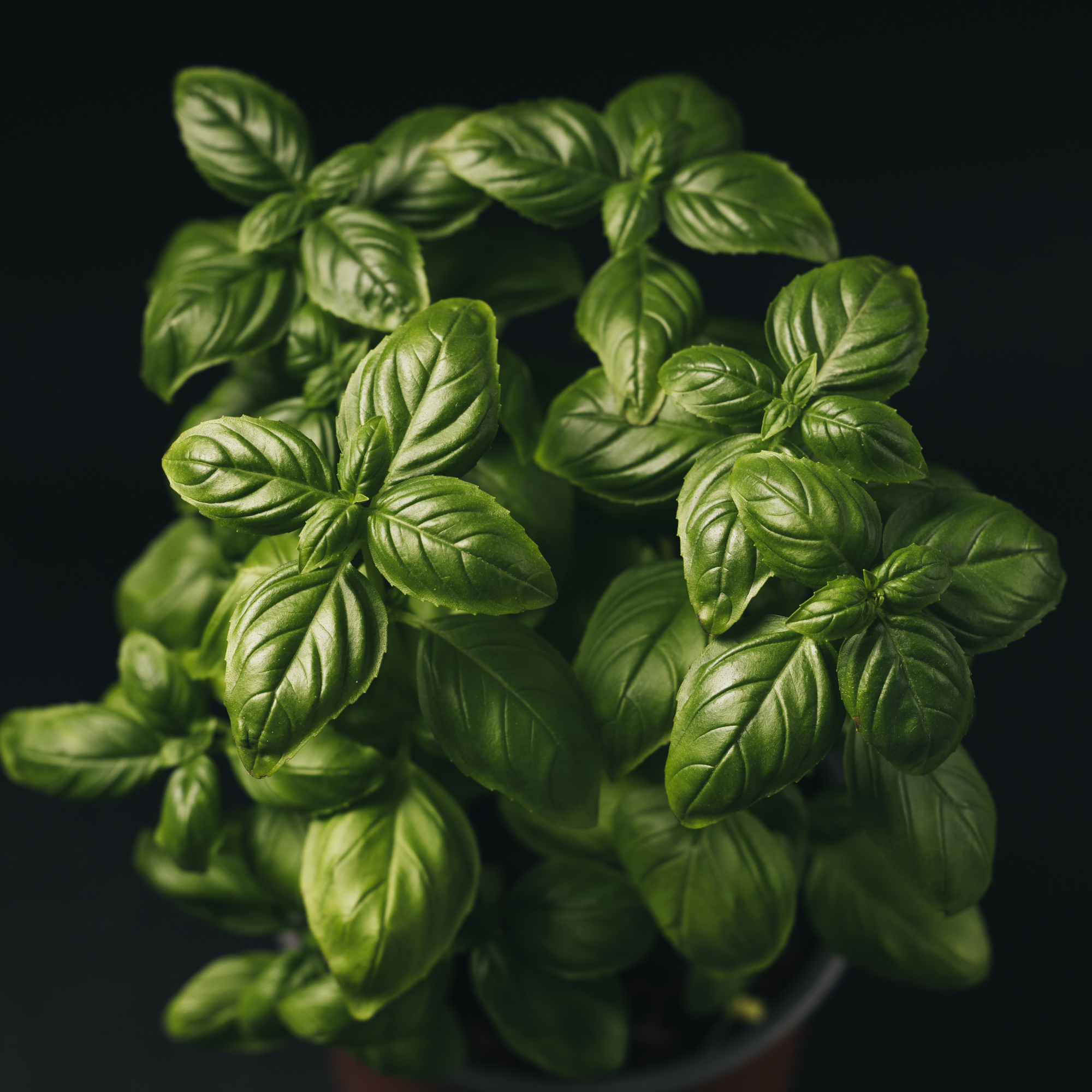 Basil plant with dark background