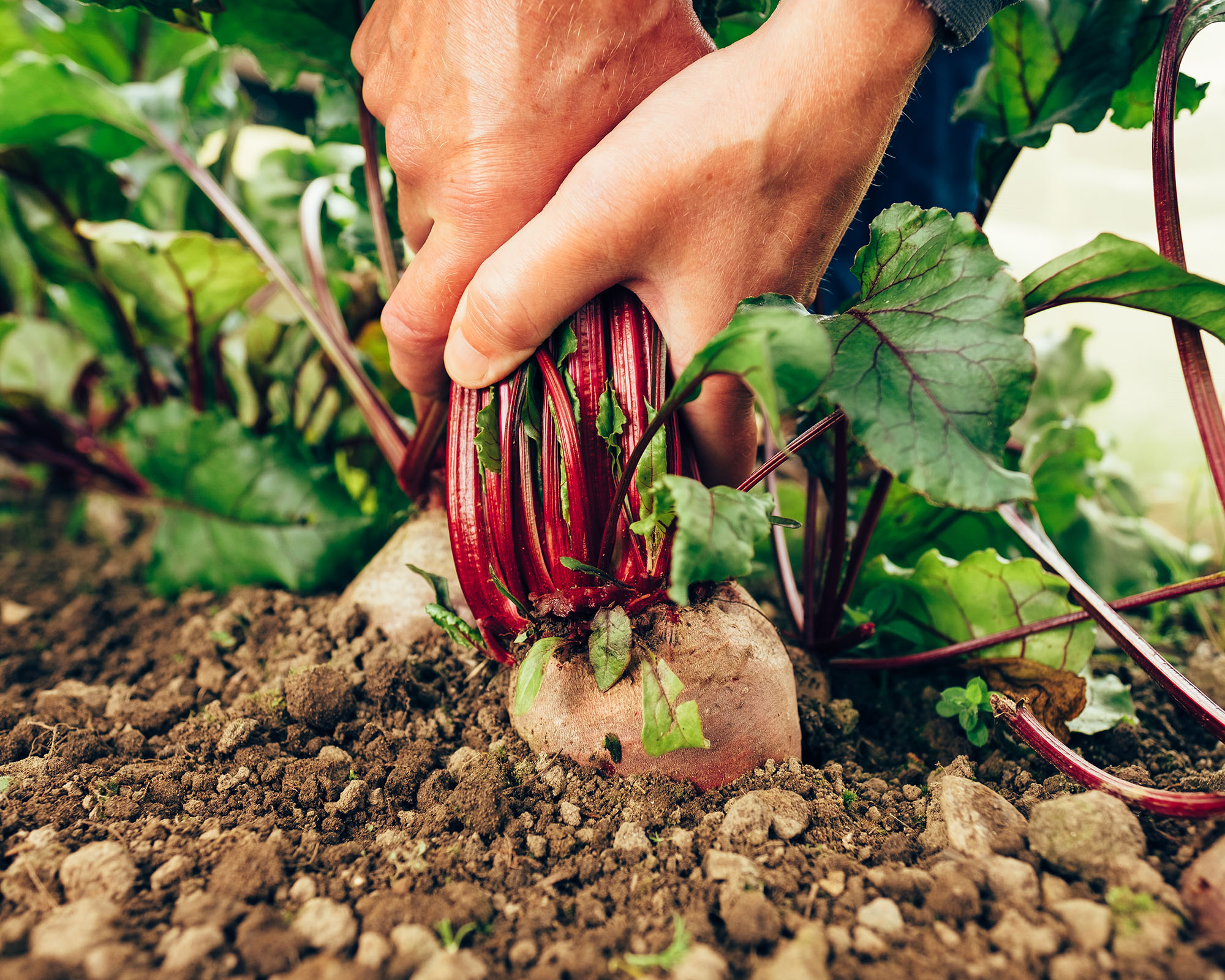 Ground level view of a gardener harvesting beetroot plants from the vegetable garden.