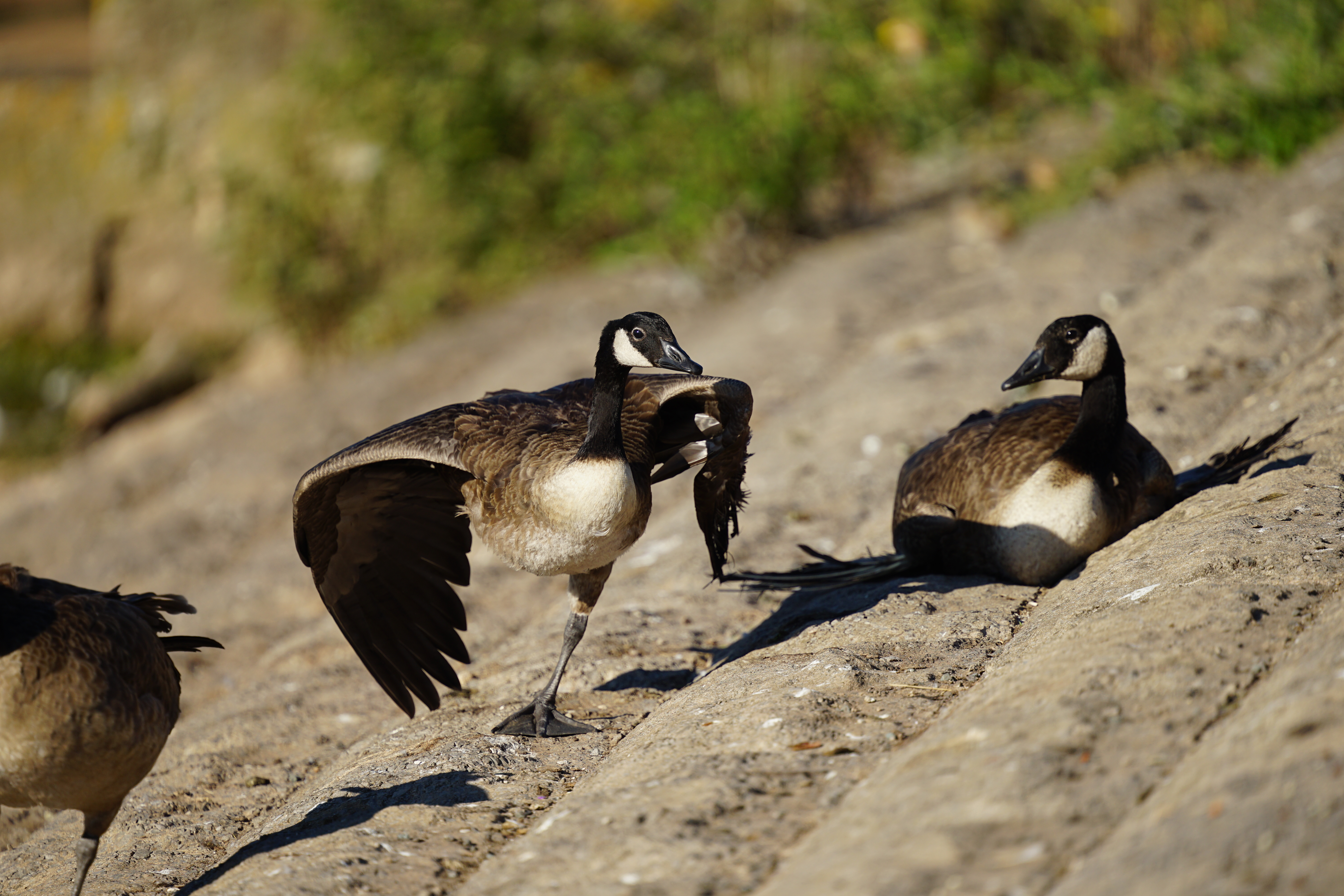 Sigma 300-600mm f/4 DG OS Sports example shot