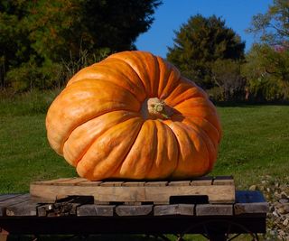 Giant pumpkin harvested on a palette